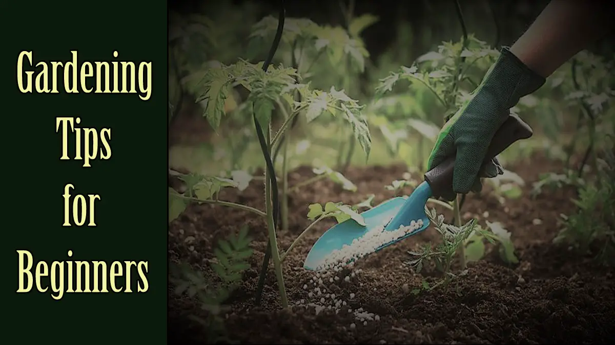 Best Gardening Tips For Beginners Tools Topics 7687