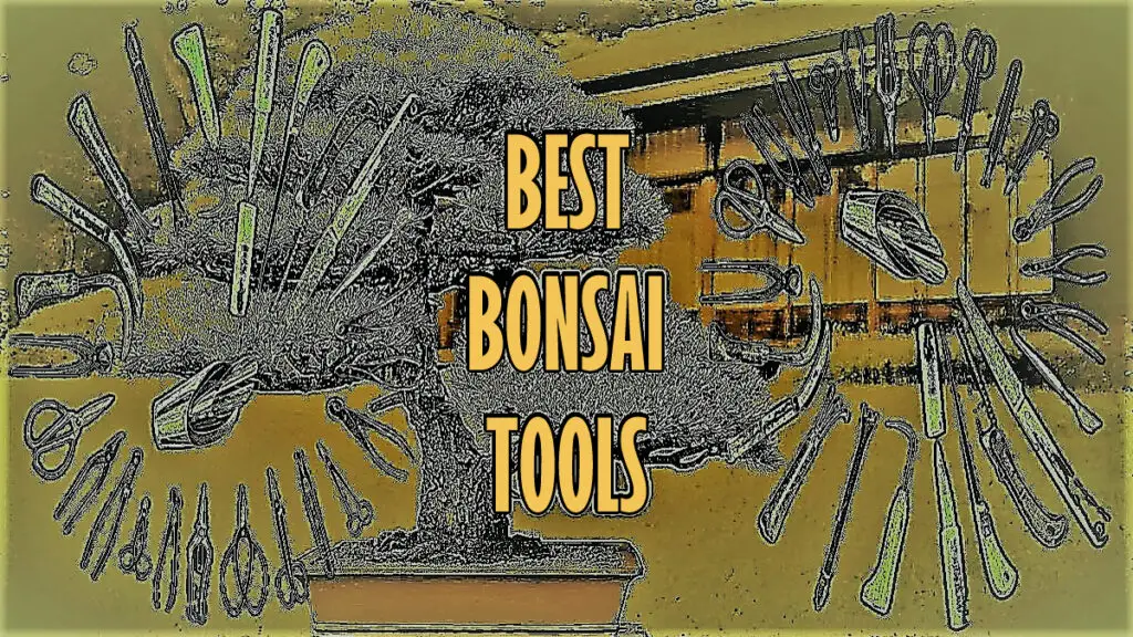 best bonsai tools