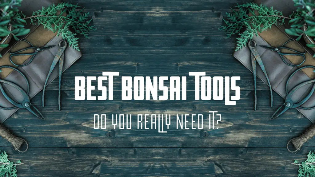 best bonsai tools