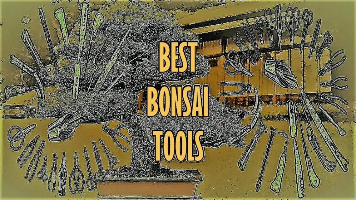 best bonsai tools