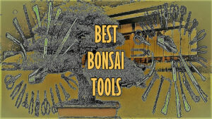 best bonsai tools