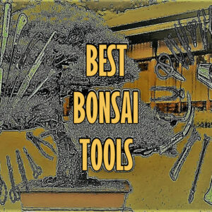 best bonsai tools