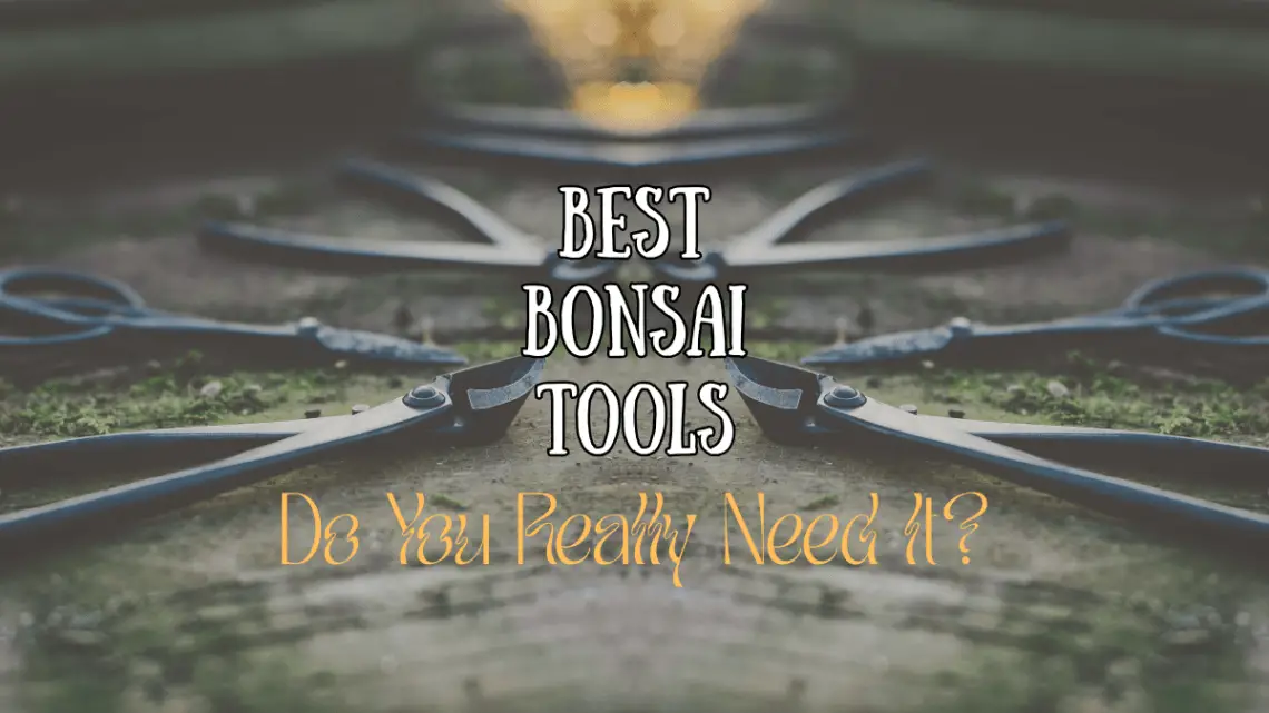 bonsai tools