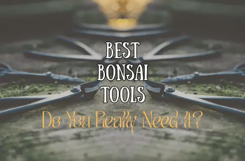 bonsai tools