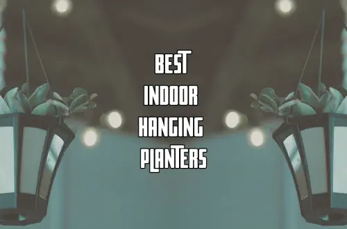 Best Indoor Hanging Planter